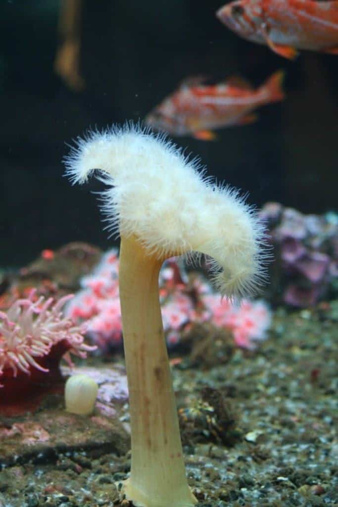 Coral at Seattle Aquarium