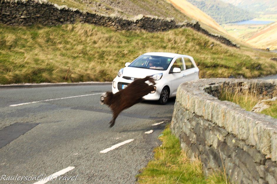 brown sheep jumping into road in front of a white car