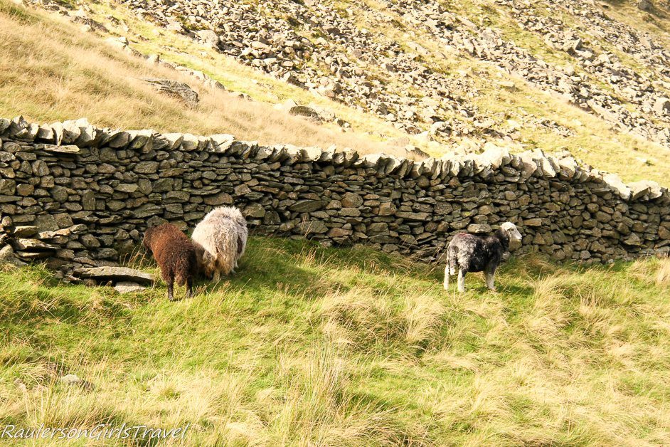 Three sheep by stone wall on green grass