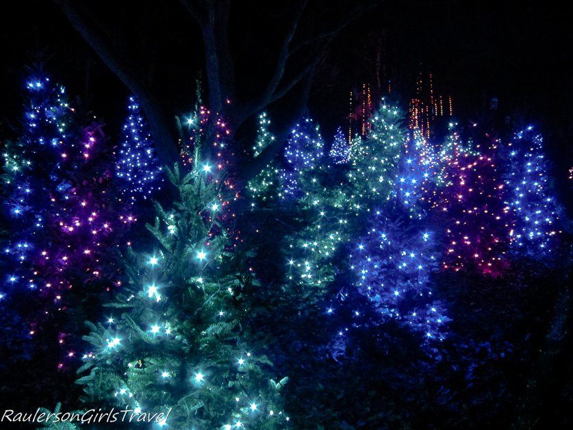 Blue, Green, and Purple lights decorating trees at Garden Glow at the Missouri Botanical Garden