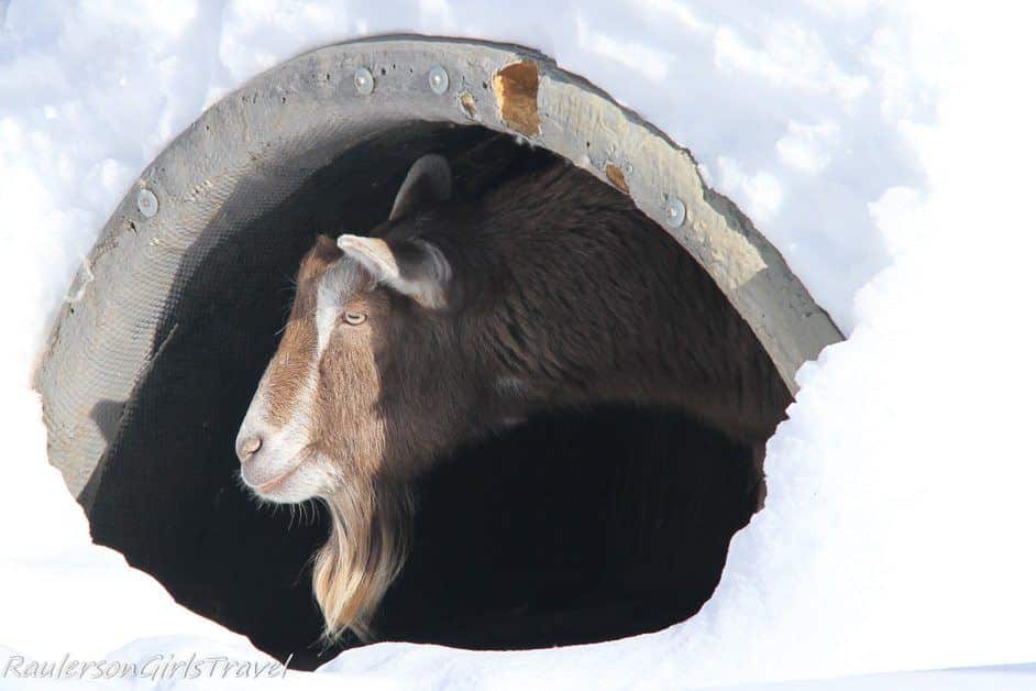 goat sticking his head out