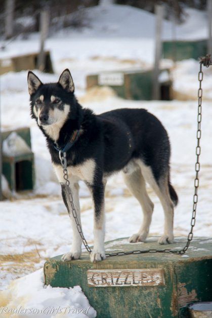 Grizzley 6th place Iditarod sled dog