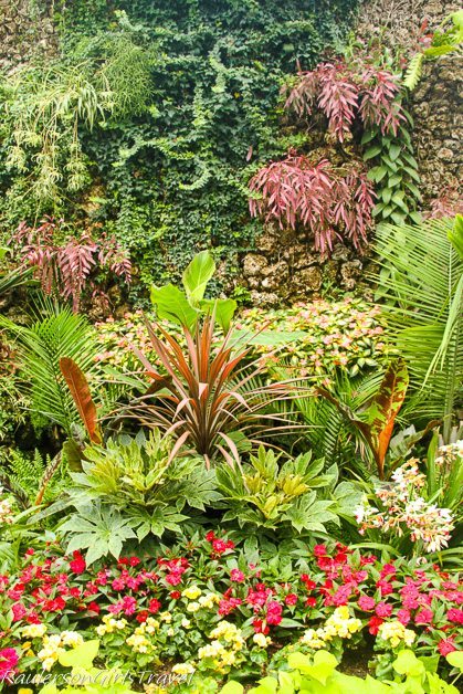 Plants along a wall at the Anna Scripps Whitcomb Conservatory