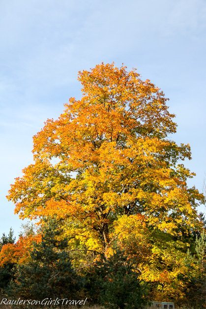 Orange and Yellow Tree in Michigan