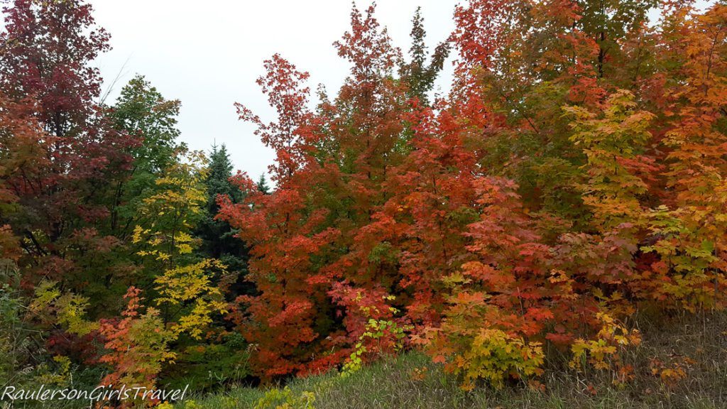 Red, orange, yellow trees Fall in Michigan