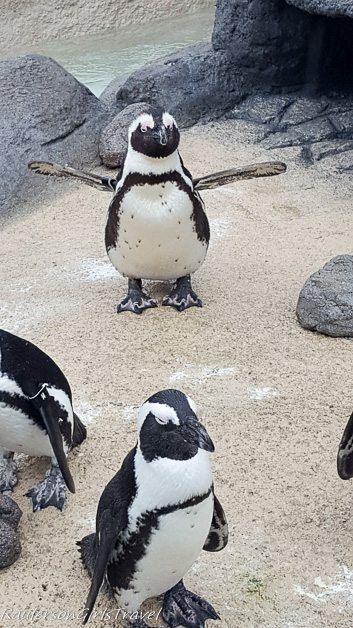 Penguins at Adventure Aquarium