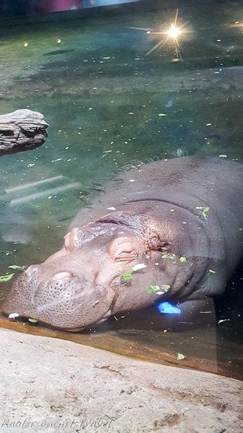 Hippopotamus at Adventure Aquarium
