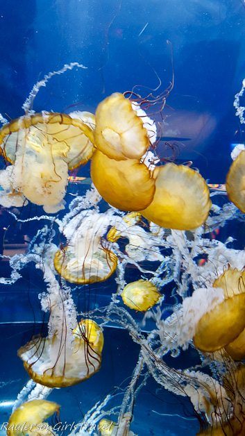 Jellyfish at Adventure Aquarium