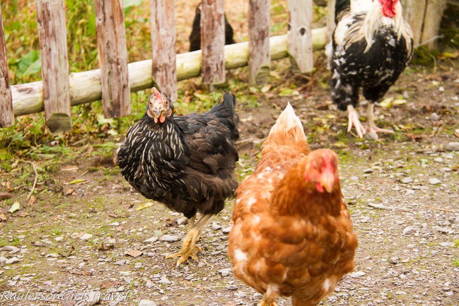 Chickens free roaming at Molly Gallivan's Farm