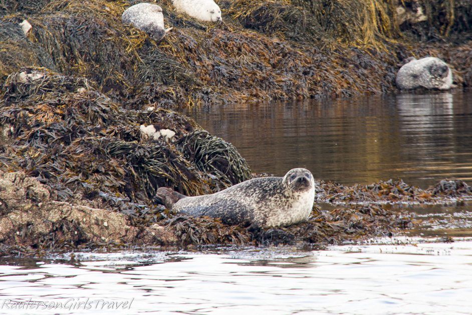 Seals sunning themselves on seaweed in Kenmare Bay