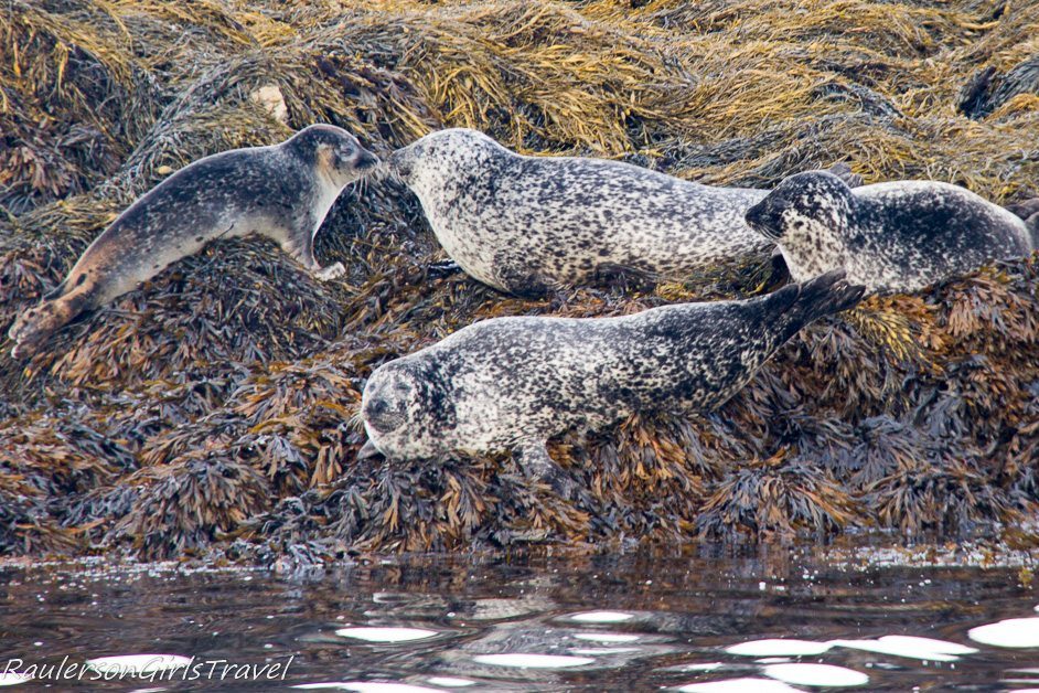 Two seals nose to nose in Kenmare Bay
