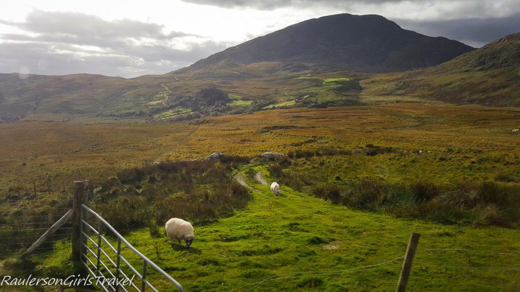 Sheep grazing in the Ring of Kerry, Ireland