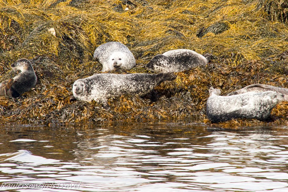 Seals laying on seaweed in Kenmare Bay on Seafari cruise