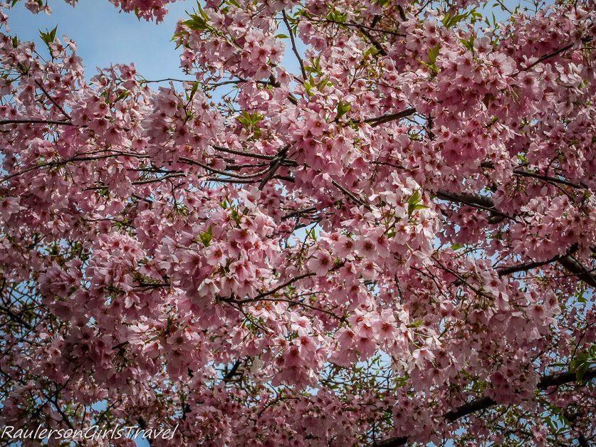 Pink Cherry Blossoms in Washington DC