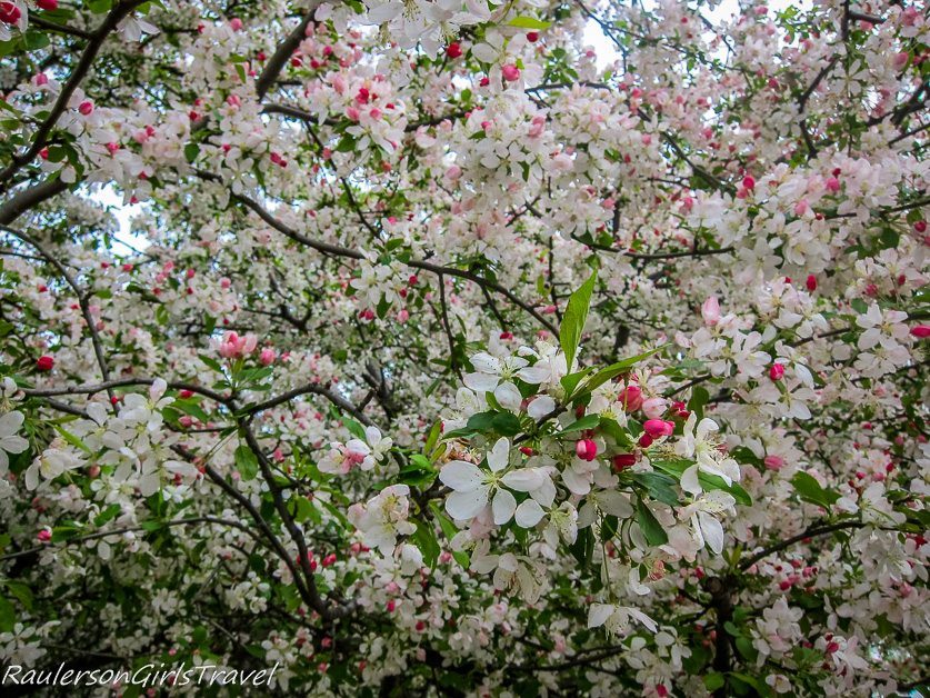 White Cherry Blossoms in Washington Dc
