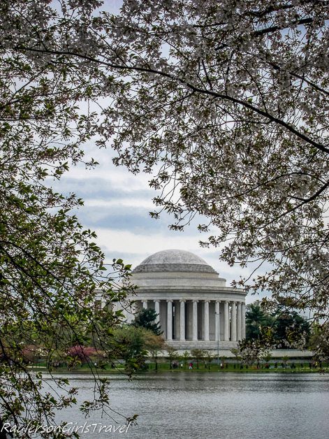 White Cherry Blossoms framing Jefferson Memorial at Cherry Blossom Time in Washington DC
