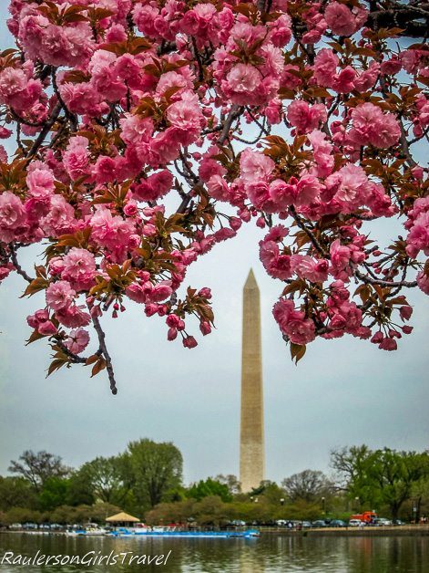 Washington Monument during Cherry Blossom Festival