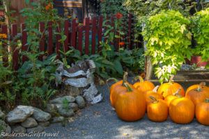 Pumpkins at Pickity Place