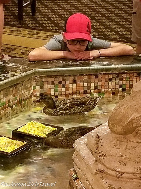 A child watching the Peabody ducks in the lobby fountain