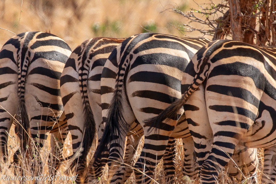 Zebra butts in Tarangire Tanzania