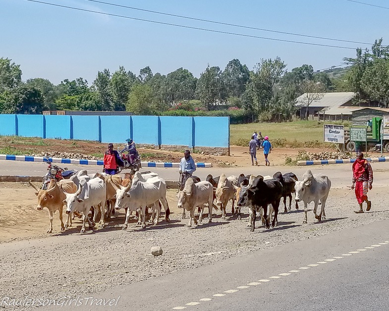 Maasai man moving cattle