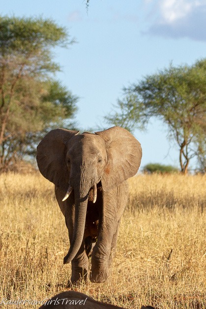 Elephant walking toward camera