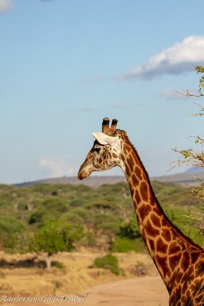 Giraffe Neck and Head