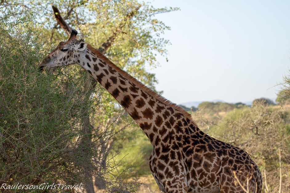 Giraffe eating leaves from a tree