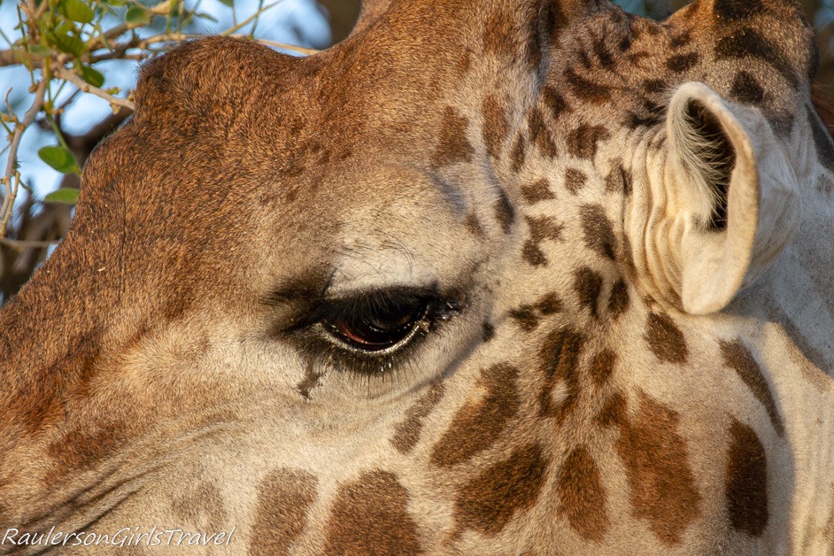 Closeup of Giraffe eye