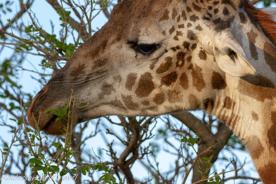 Closeup of Giraffe eating