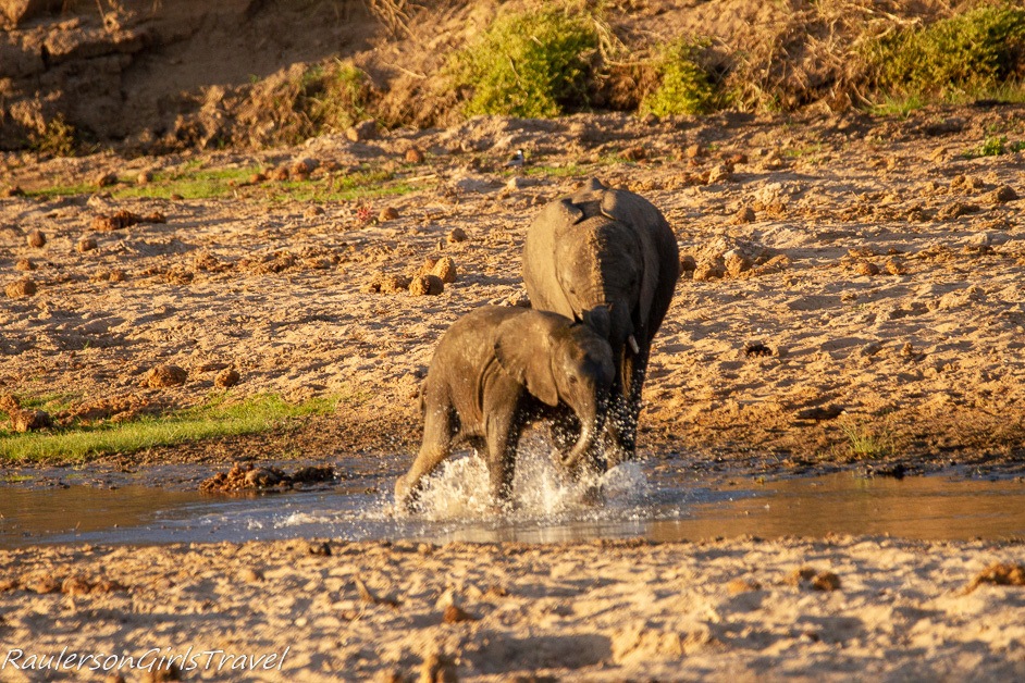 Baby elephant splashing in the water
