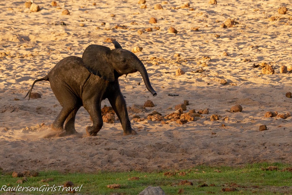 Baby elephant playing in the sand