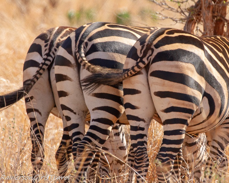 Three zebra butts