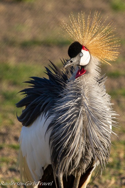 Gray-crowned Crane all puffed up