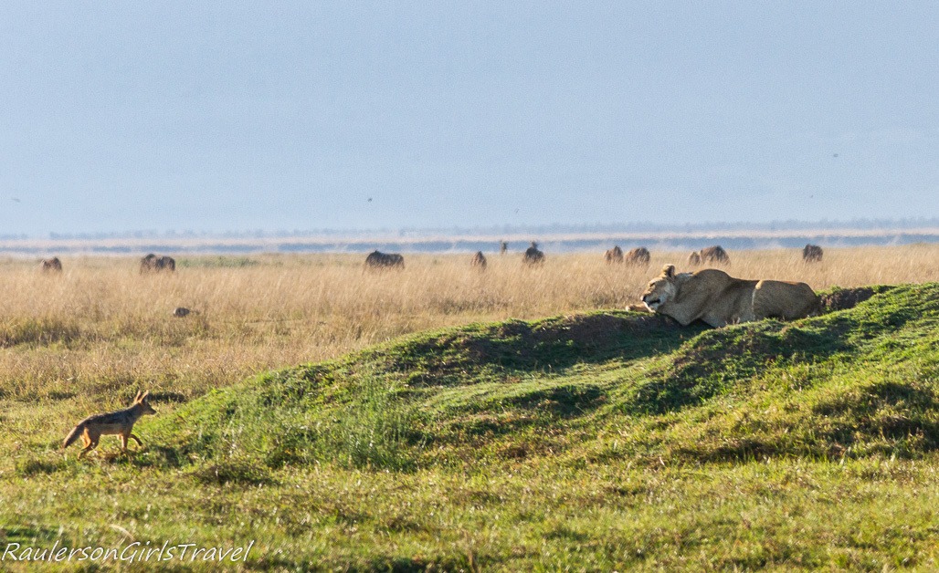 Jackal facing off against lioness