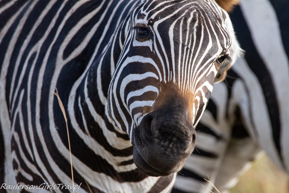 Close up of zebra head