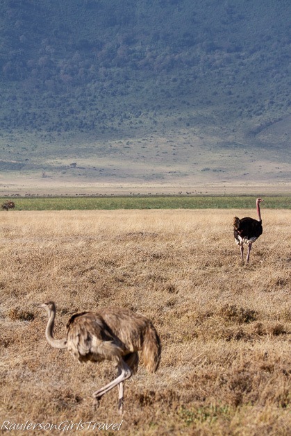 Male and female ostrich