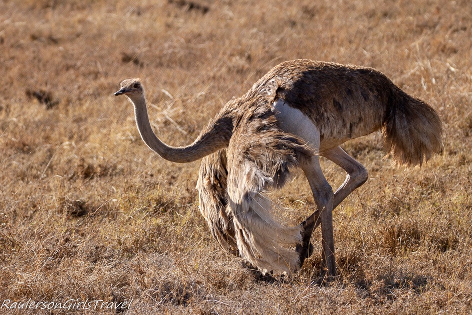 Female ostrich showing off