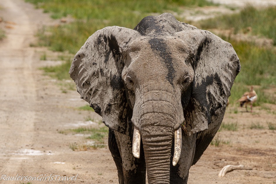Close up of Elder elephant walking toward camera
