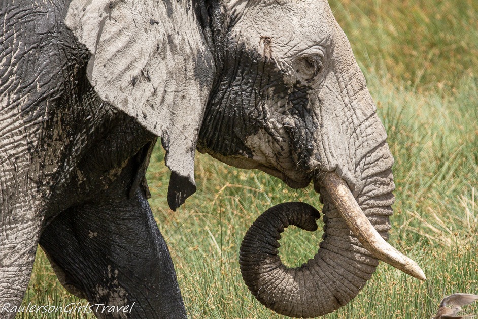 Side view of Elephant head