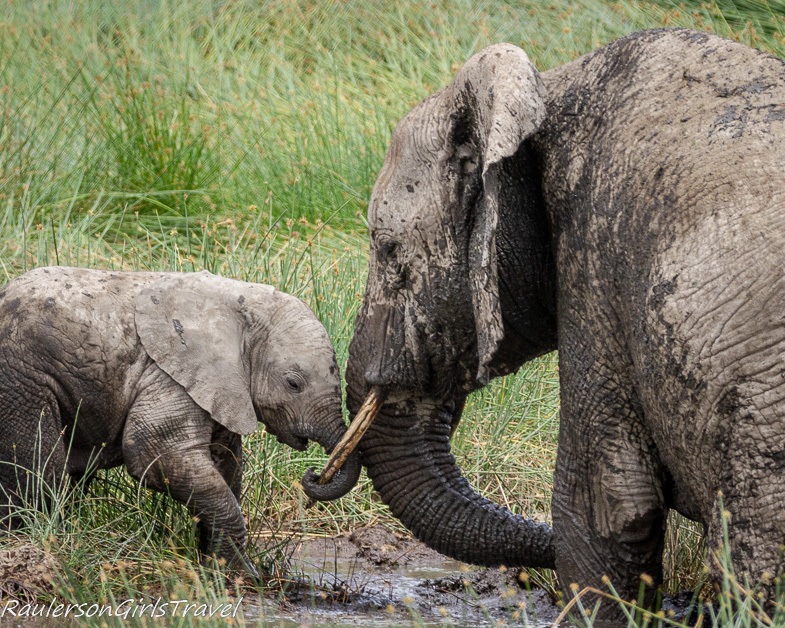 Baby elephant trunk wrapped around moms tusk