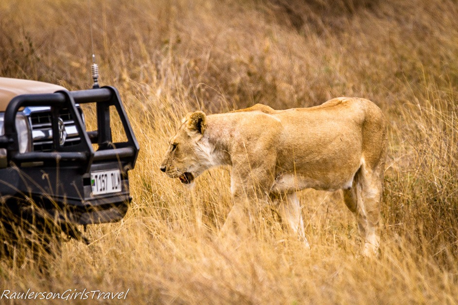 Lioness walking toward jeep