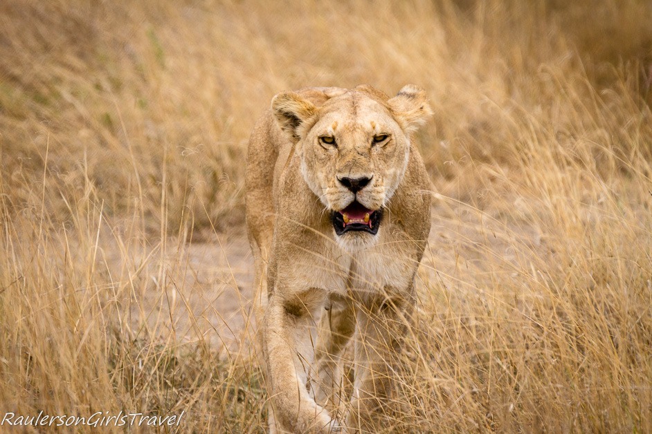 Lioness walking toward camera