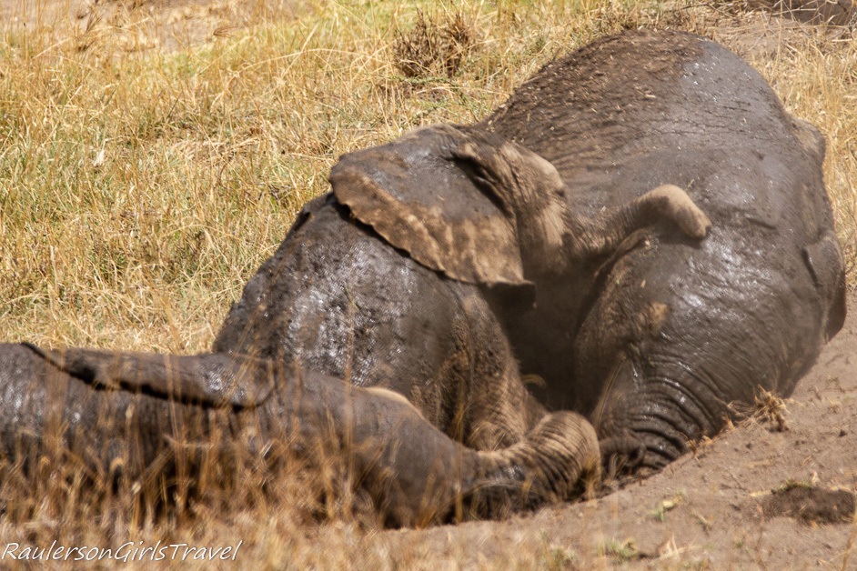 Elephants rolling in the dirt 3