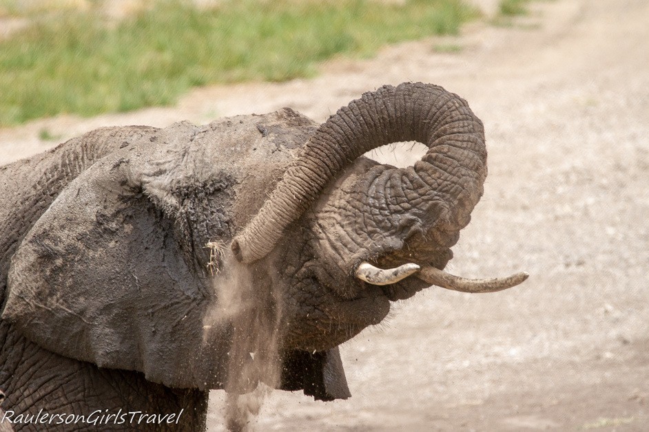 Elephant spraying dirt on itself
