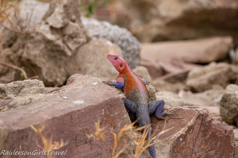 Mwanza Flat-headed rock Agama climbing up a rock