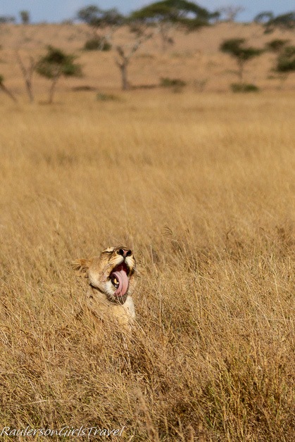 Lioness yawning huge
