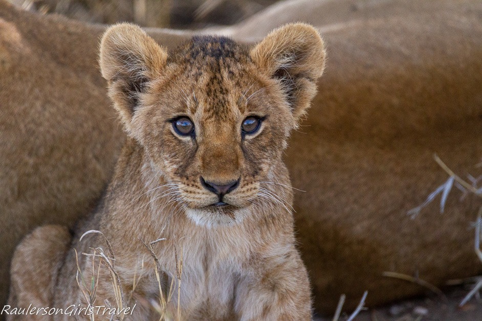 Lion cub looking at the camera