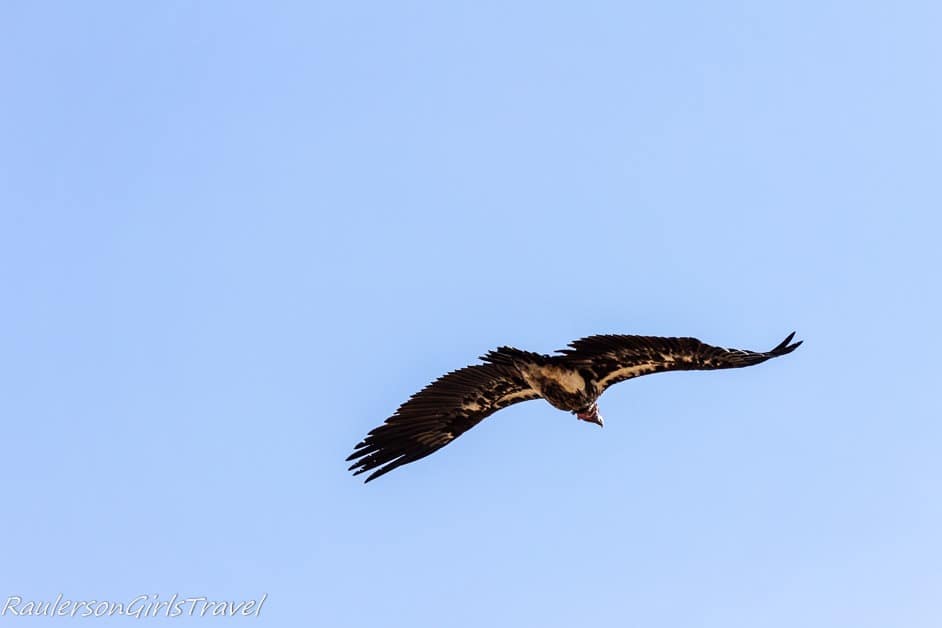 Vulture flying
