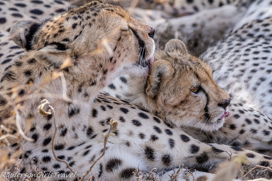 Mom licking her cub